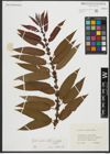 Foto von Salix rigida Muhl.